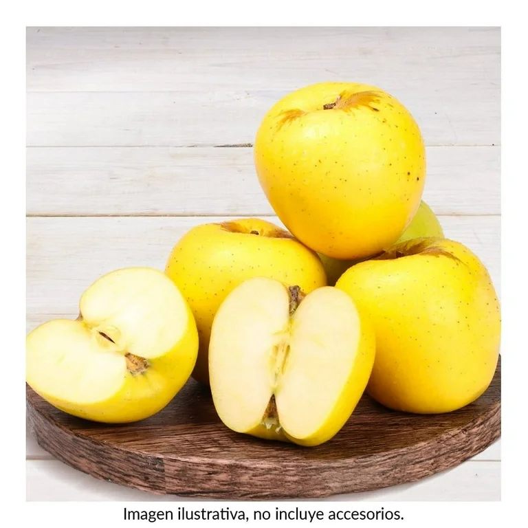 Perón golden chihuahua por kilo