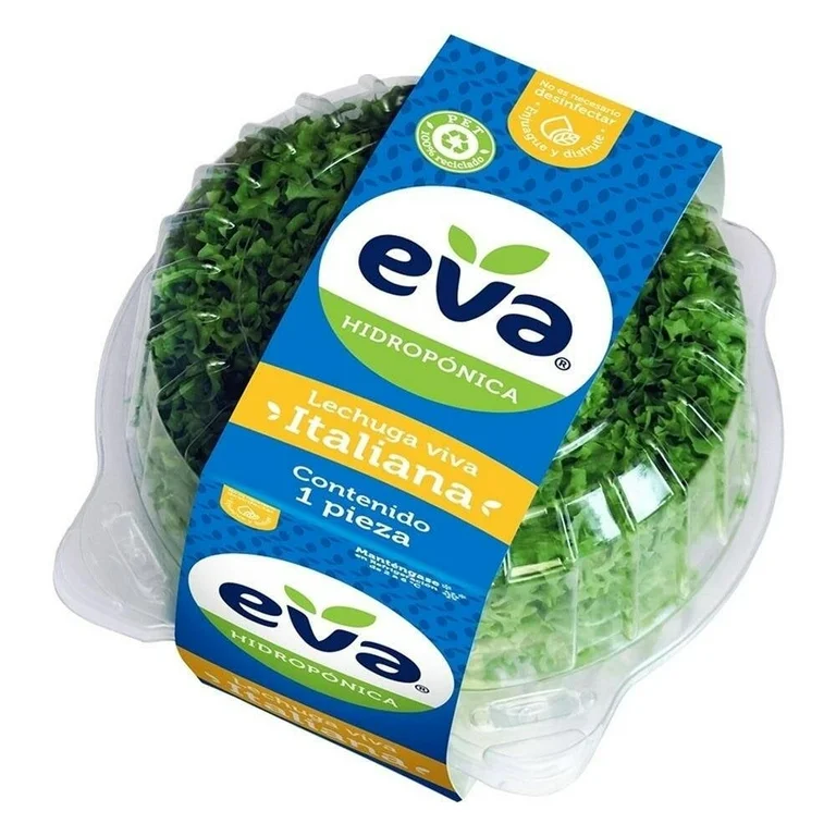 Lechuga italiana Eva hidropónica 1 pieza