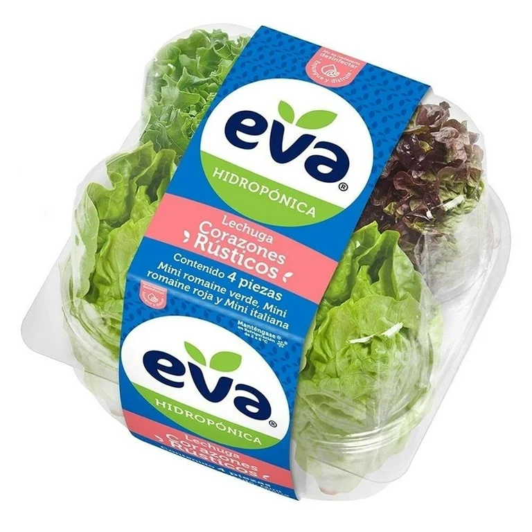 Lechuga corazones rústicos Eva hidropónicos 4 pieza
