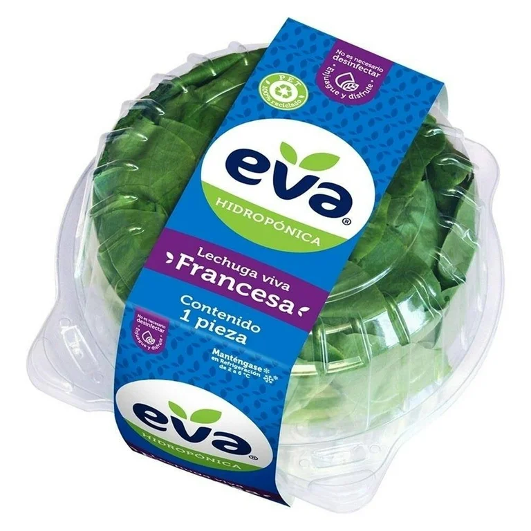 Lechuga francesa Eva hidropónica 1 pieza